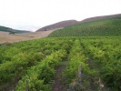 obrázek: 108_0001_large_1a_1_RebenZabu1.jpg