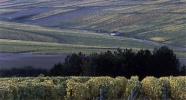 obrázek: 110_0003_boisset1_2.jpg