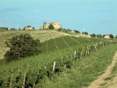obrázek: 40_0003_coltivazioni2.jpg