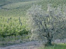 obrázek: 40_0004_coltivazioni1.jpg