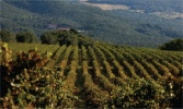 obrázek: 43_0001_Tericio6.jpg