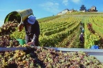 obrázek: 45_0004_0_0043_weingut3.jpg