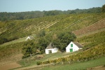 obrázek: 54_0001_wrd_vinice2.jpg