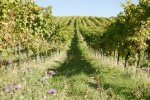 obrázek: 54_0002_wrd_vinice.jpg