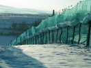 obrázek: 54_0007_wrd_eiswein2.jpg