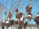 obrázek: 54_0008_wrd_eiswein.jpg