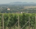 obrázek: 58_0001_0_0073_RC_vinohrad.jpg