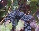 obrázek: 58_0004_0_0076_RR_frankovka2.jpg