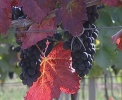 obrázek: 58_0005_0_0077_RR_frankovka.jpg