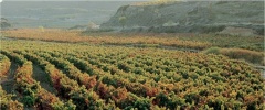 obrázek: 65_0004_0_0020_Vicente2.jpg