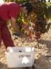 obrázek: 66_0003_0_0012_Callejo_harvest3_2.jpg